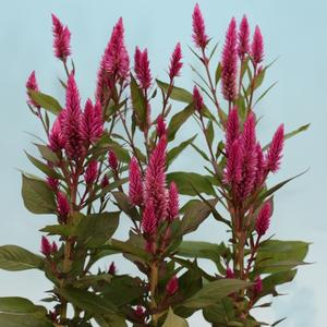 Celosia argentea Asian Garden