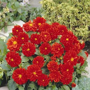Dahlia Dahlietta® Anna