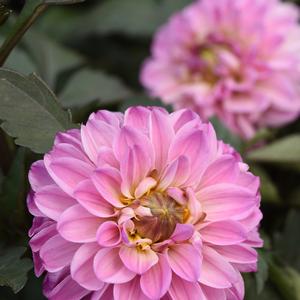 Dahlia City Lights Lavender Pink