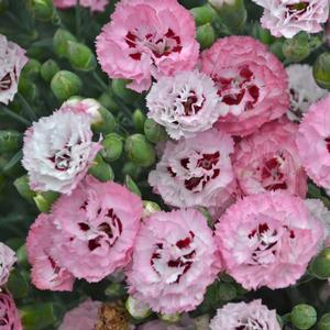 Dianthus Pretty Poppers® Appleblossom Burst