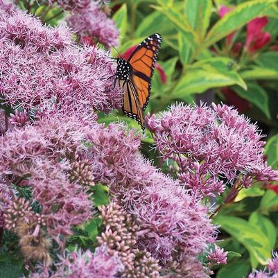 Eupatorium dubium Little Joe