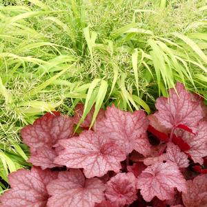 Heuchera Georgia Peach