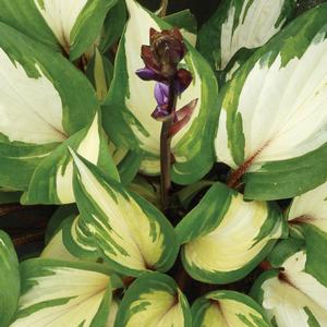 Hosta Raspberry Sundae