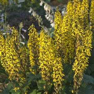 Ligularia stenocephala Little Rocket