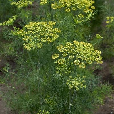 Dill graveolens Fernleaf