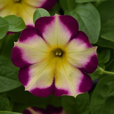 Petunia Headliner™ Banana Cherry