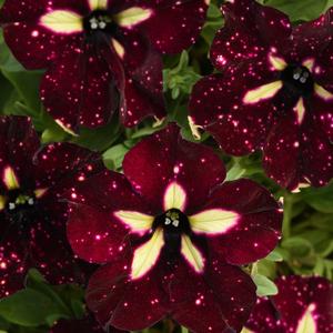 Petunia Headliner™ Starry Sky Burgundy
