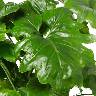 Philodendron selloum 