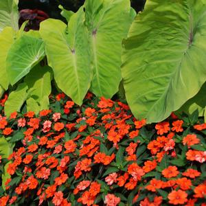 Impatiens Sunpatiens® Vigorous Orange