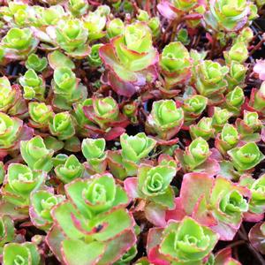 Sedum spurium Dragon's Blood