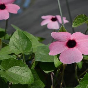 Thunbergia Sunny Rose Sensation