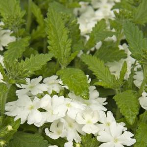 Verbena Obsession White