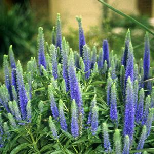 Veronica spicata Royal Candles