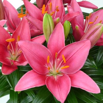 Lilium asiaticum Lily Looks Tiny Pearl