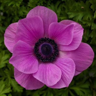 Anemone coronaria Harmony Orchid