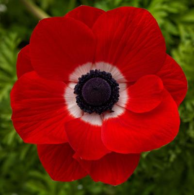 Anemone coronaria Harmony Scarlet