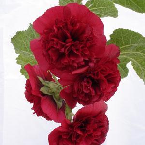 Alcea rosea Chater's Maroon