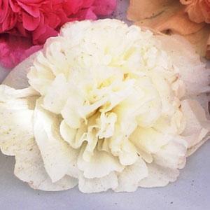 Alcea rosea Chater's White