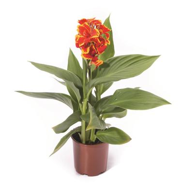 Canna Cannova® Red Golden Flame