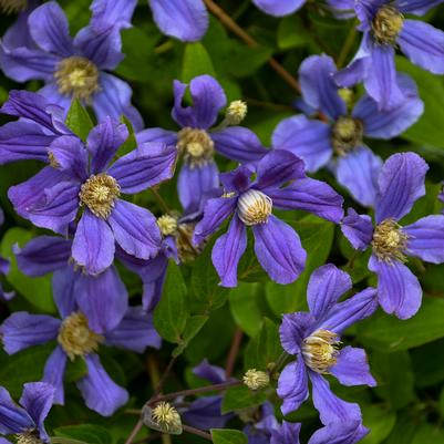 Clematis Rain Dance