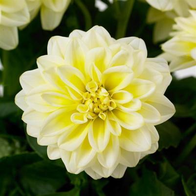 Dahlia Dahlietta® Shirley