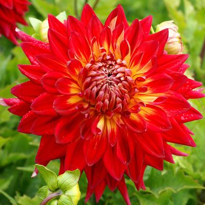 Dahlia Manhattan Island