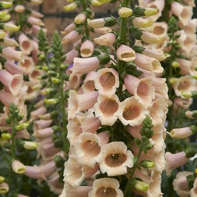 Digitalis Dalmatian Peach