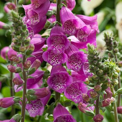 Digitalis Dalmatian Purple