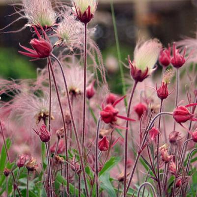 Geum triflorum 