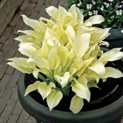 Hosta White Feather