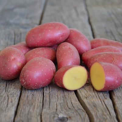 EarthApples Cerisa 2.2 lb. box