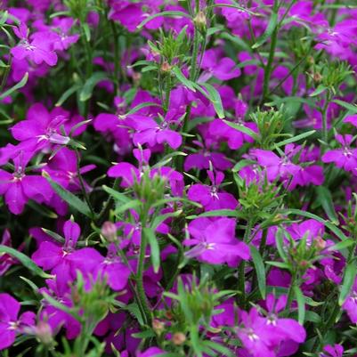 Lobelia Techno® Violet