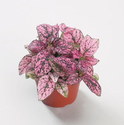 Hypoestes Confetti Compact Rose