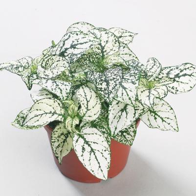 Hypoestes Confetti Compact White