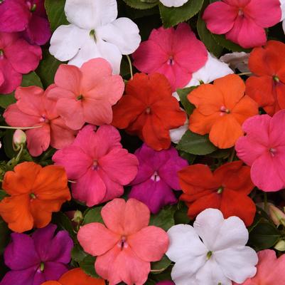 Impatiens Beacon™ Formula Mix