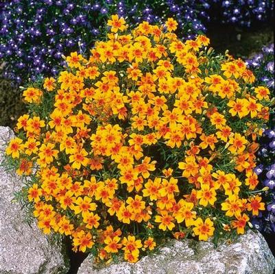 Marigold Gem Tangerine