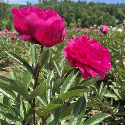 Paeonia Kansas