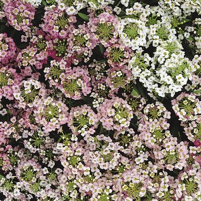 Alyssum Clear Crystal® Mix