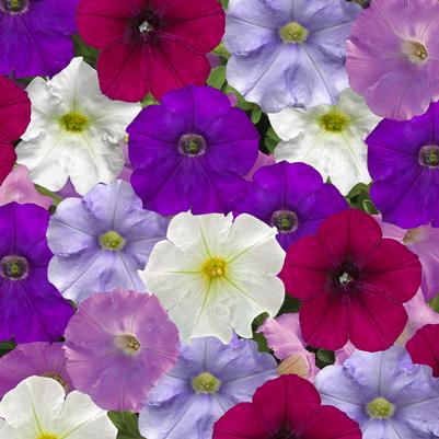 Petunia FlashForward Cool Waters Mix