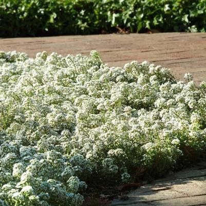 Alyssum Clear Crystal® White