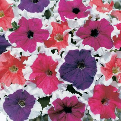 Petunia Frost™ Mix