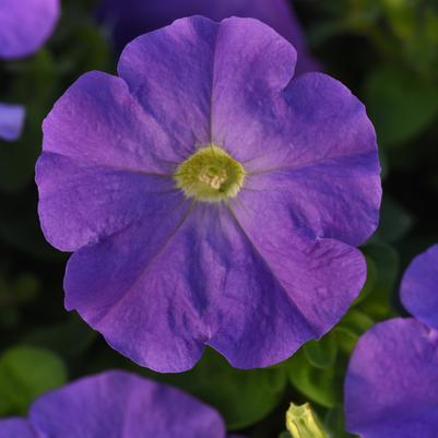 Petunia Madness™ Sky Blue