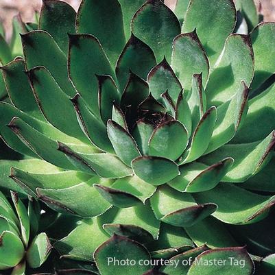 Sempervivum Carmen