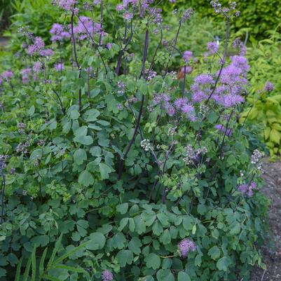 Thalictrum My Little Favourite