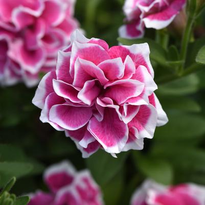 Petunia Jewel Pink Diamond