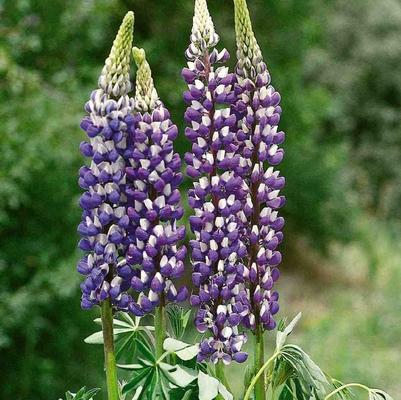 Lupinus polyphyllus Russell Hybrid The Governor