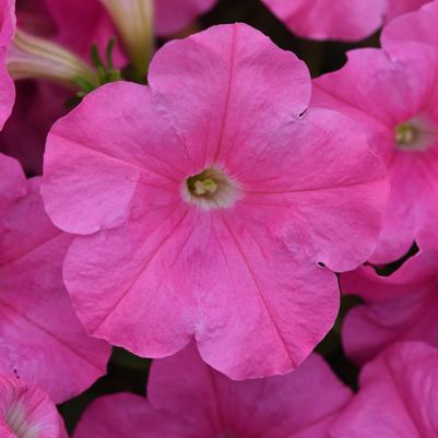 Petunia E3 Easy Wave Pink