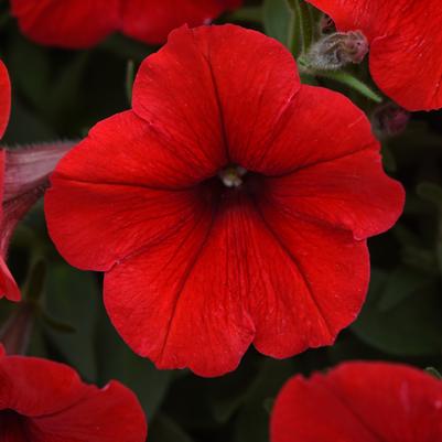 Petunia E3 Easy Wave Red