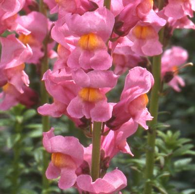 Snapdragon Rocket Rose Shades