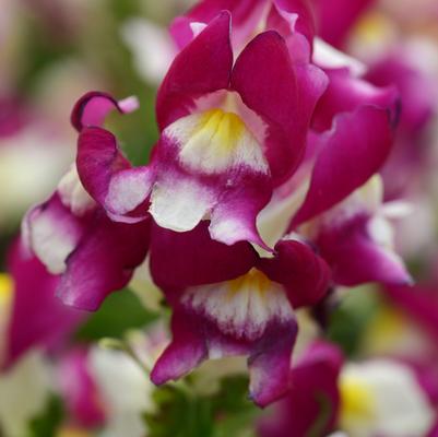 Snapdragon Snapshot Burgundy Bicolor